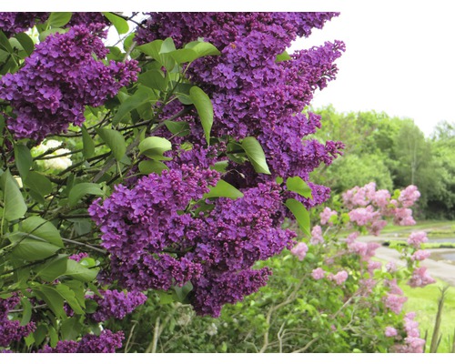 Nahaufnahme von lila blühendem Flieder im Garten.