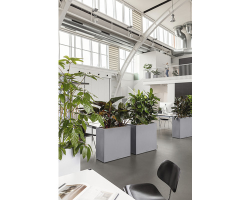 Büroraum mit Zimmerpflanzen in Pflanzkästen