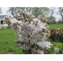 Nahaufnahme von blühendem Flieder im Garten