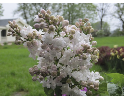 Nahaufnahme von blühendem Flieder im Garten