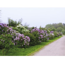 Edelflieder 'Paul Thirion', 40 - 60 cm