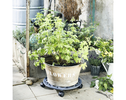 Pflanze im Topf auf einem Rolluntersetzer im Außenbereich