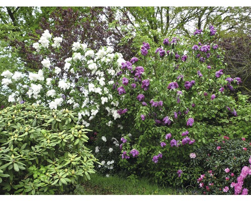 Blick auf einen Garten mit blühenden Fliederbüschen