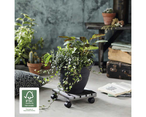 Dekorative Zimmerpflanzen in einem Blumentopf auf einem Pflanzenroller