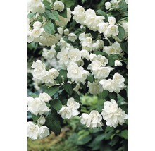 Falscher Jasmin mit weißen Blüten und grünen Blättern.