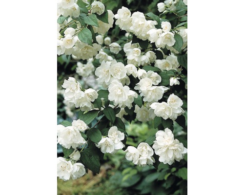 Falscher Jasmin mit weißen Blüten und grünen Blättern.