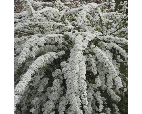 Brautspiere mit weißen Blüten