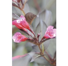 Nahaufnahme einer Weigelienpflanze mit rosa Blüten und dunklem Laub.