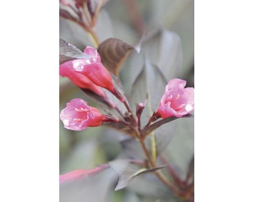 Nahaufnahme einer Weigelienpflanze mit rosa Blüten und dunklem Laub.
