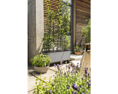 Szene mit einer grauen Pflanzkasten mit Spalier und Pflanzen auf einer Terrasse.