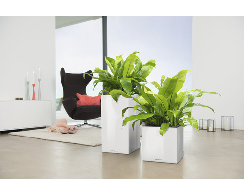 Zwei quadratische Pflanzgefäße mit grünen Pflanzen in einem hellen Raum mit Sessel und Teppich.