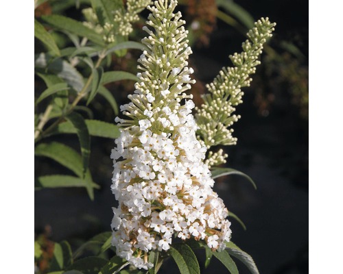 Sommerflieder, Schmetterlingsflieder FloraSelf Buddleja davidii H 60-80 cm Co 3 L weiß