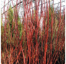 Roter Hartriegel im Nahbereich
