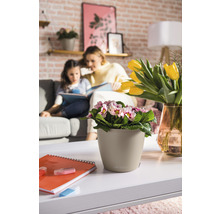 Blumentopf Lechuza Classico Color Ø 18 cm sandbraun