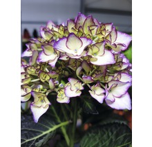 Nahaufnahme einer Hortensienblüte mit Blättern