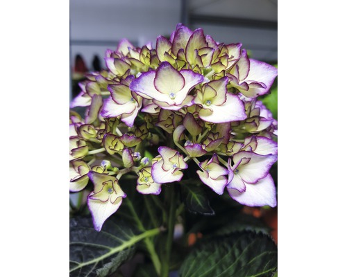 Nahaufnahme einer Hortensienblüte mit Blättern