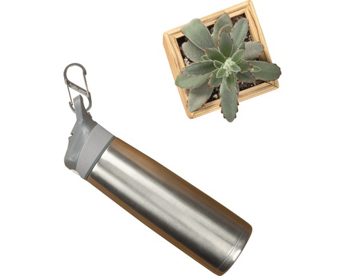 Edelstahl Trinkflasche mit Karabiner und Sukkulente im Holztopf