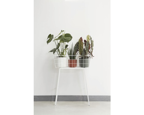 Dekorative Zimmerpflanzen auf einem Pflanzenständer im Innenbereich