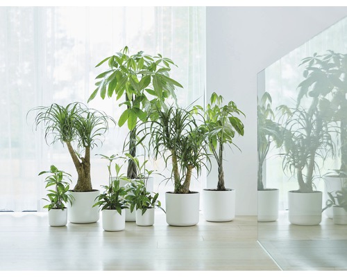 Mehrere Zimmerpflanzen in Töpfen vor einem Fenster