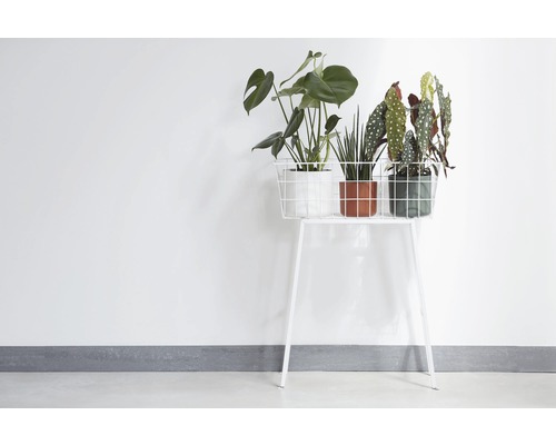 Pflanzenständer mit Zimmerpflanzen in Töpfen auf einer Ablage