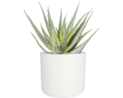 Aloe Vera Pflanze in einem Topf