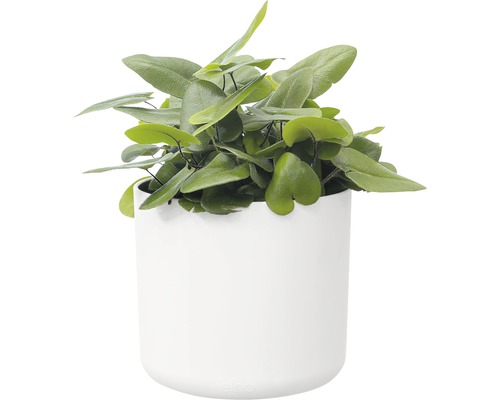 Herzblattfarn Pflanze im weißen Topf