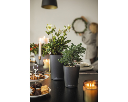 Dekorativer Tisch mit Pflanzen in Pflanzgefäßen, Gebäck, Kerzen und einer Person, die einen Kranz aufhängt.