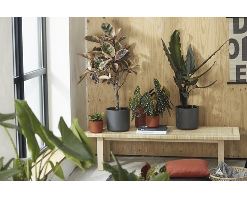 Innenaufnahme mit verschiedenen Zimmerpflanzen in Töpfen auf einer Holzbank vor einer Holzwand.