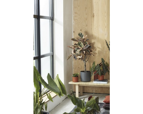 Innenaufnahme mit verschiedenen Zimmerpflanzen in Töpfen auf einer Holzbank in der Nähe eines Fensters.