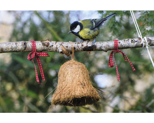Blaumeise auf einem Ast mit Futterglocke