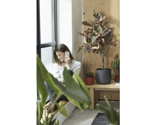 Frau telefoniert neben Zimmerpflanzen in Töpfen auf einem Holzbänkchen am Fenster