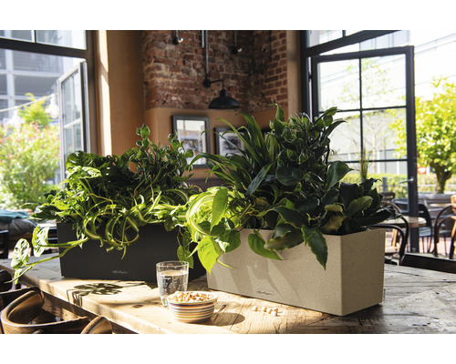 Zwei rechteckige Pflanzkästen mit Zimmerpflanzen auf einem Tisch in einem hellen Raum.