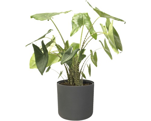 Alokasie Zimmerpflanze in einem Topf