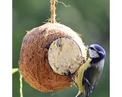 Meisenknödelhalter aus Kokosnuss mit Blaumeise