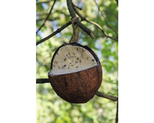 Vogelfutterstelle aus Kokosnussschale mit Aufhängung am Baum
