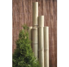 Bambusrohr Ø 4-5 cm Länge 200 cm-thumb-3