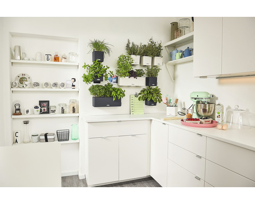 Küchenszene mit weißen Küchenschränken, Regalen und Kräutern in Wandtöpfen