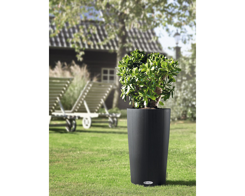 Pflanze in einem gerillten Pflanzgefäß im Garten.