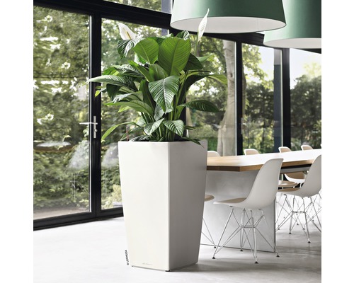 Zimmer mit einem hohen, eckigen Pflanzgefäß und einer Zimmerpflanze