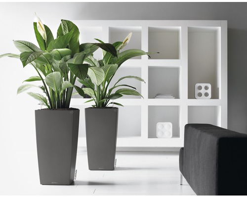 Zwei hohe, graue Pflanzgefäße mit Pflanzen und weißen Blüten vor einem weißen Regal