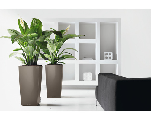 Zwei Zimmerpflanzen in hohen Pflanzgefäßen in einem hellen Raum