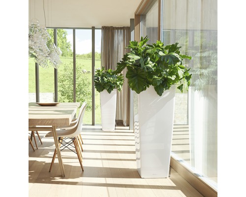 Helle Räumlichkeit mit zwei weißen Pflanzgefäßen und Pflanzen neben einem Esstisch.
