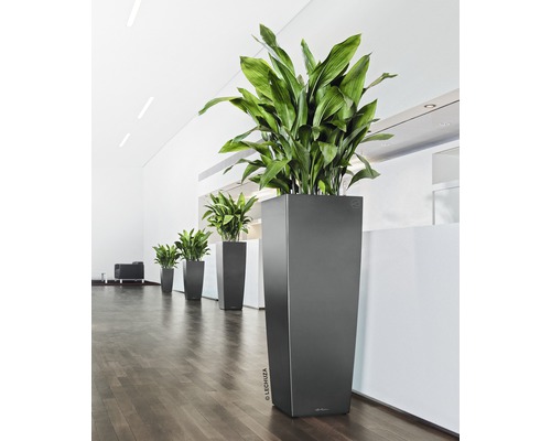 Reihe von hohen Pflanzgefäßen mit Grünpflanzen in einem hellen Raum.