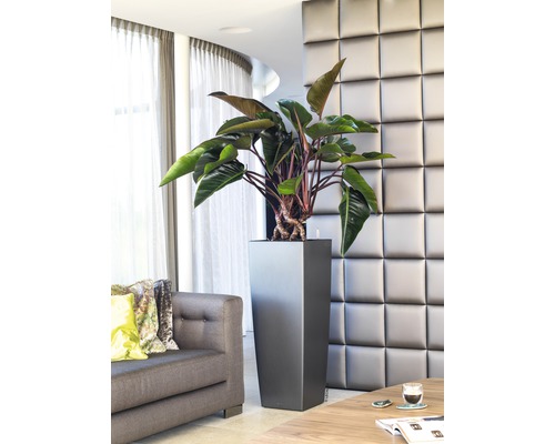 Innenaufnahme eines Wohnzimmers mit Pflanze in einem hohen, eckigen Pflanzgefäß