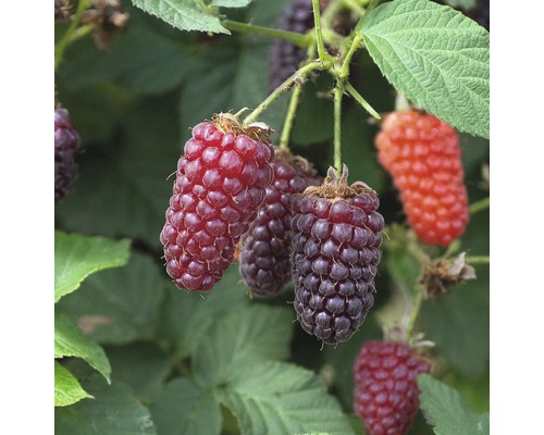 Brombeere Loganbeere FloraSelf Rubus fruticosus 'Thornless Loganberry' H 60-80 cm Co 2 L-0