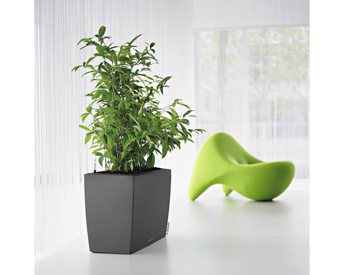 Quadratischer Pflanzkasten mit grüner Pflanze und einem grünen Stuhl im Hintergrund