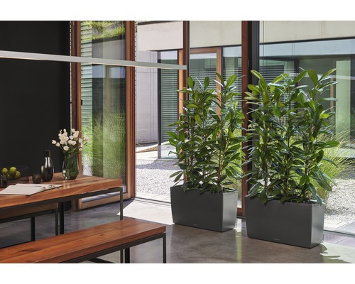 Esszimmer mit Holztisch, Bänken und zwei Pflanzenkübeln