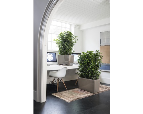 Helles Büro mit Pflanzen in Pflanzkästen, Schreibtisch und Stuhl