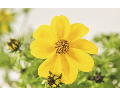 Blüte mit gelben Blütenblättern und grünen Blättern