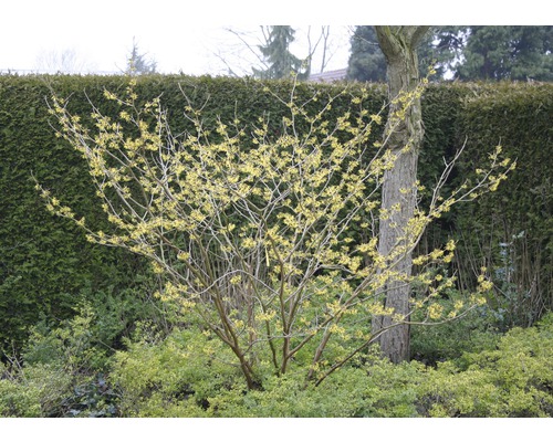 Blühender Strauch im Garten